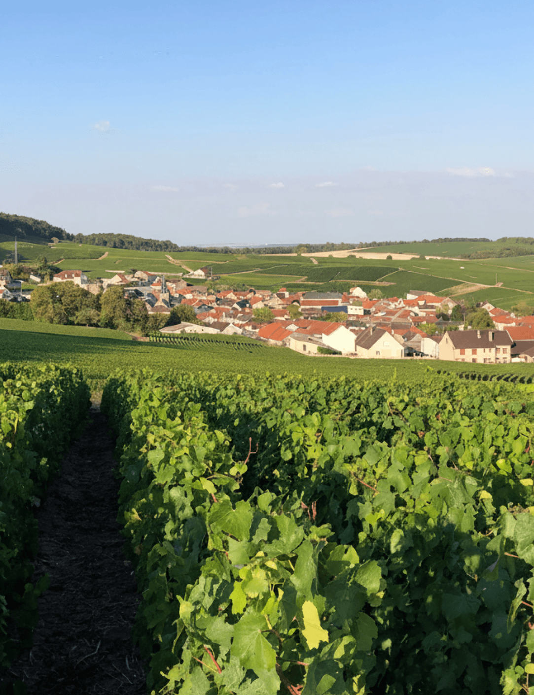 Vignoble de Champagne